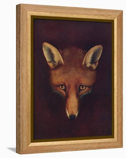 'Renard the Fox', c1800, (1922)-Philip Reinagle-Framed Premier Image Canvas