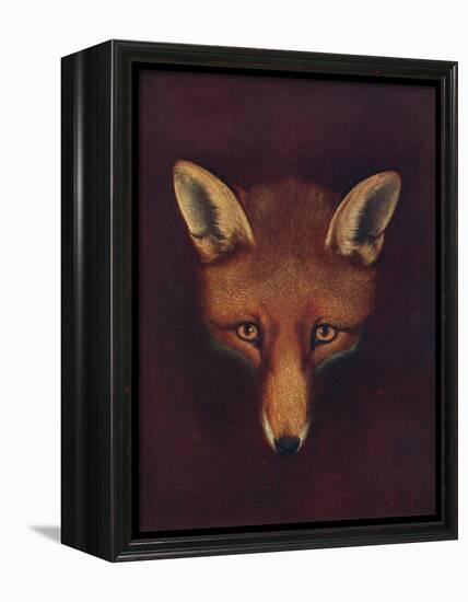 'Renard the Fox', c1800, (1922)-Philip Reinagle-Framed Premier Image Canvas