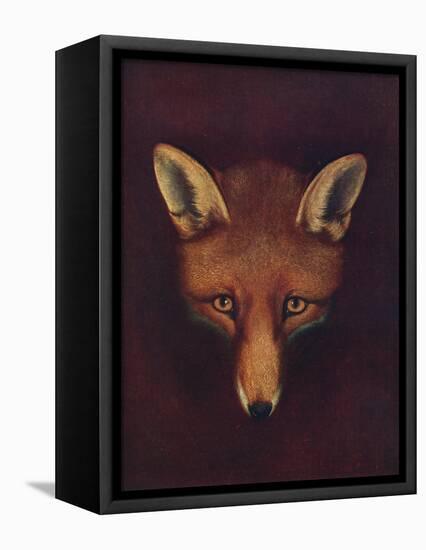 'Renard the Fox', c1800, (1922)-Philip Reinagle-Framed Premier Image Canvas