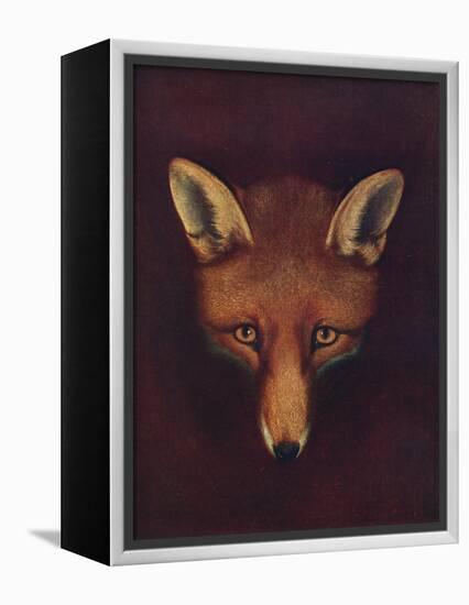 'Renard the Fox', c1800, (1922)-Philip Reinagle-Framed Premier Image Canvas