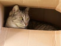 Cat Hiding in Paper Box, Curious Kitten in the Box. A Cat Plays Hide and Seek in a Cardboard Box. A-Renata Apanaviciene-Photographic Print