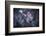 Rencontre au Clair de Lune-Fabien Bravin-Framed Photographic Print