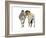 Rencontre (Przewalski), 2013-Mark Adlington-Framed Giclee Print