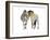 Rencontre (Przewalski), 2013-Mark Adlington-Framed Giclee Print