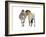 Rencontre (Przewalski), 2013-Mark Adlington-Framed Giclee Print