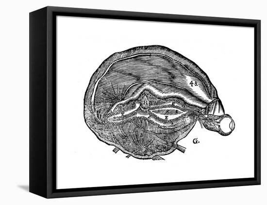 Rene Descartes Diagram of the Human Brain and Eye, 1692-null-Framed Premier Image Canvas