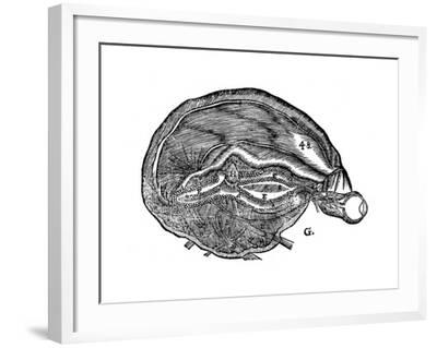 Human Brain Drawing Stock Illustrations – 15,108 Human Brain Drawing Stock  Illustrations, Vectors & Clipart - Dreamstime