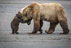 A Little Bear Hug-Renee Doyle-Photographic Print