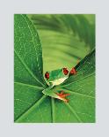 Tree Frog-Renee Lynn-Framed Art Print