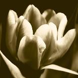 Sepia Tulip I-Renee W. Stramel-Art Print