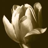 Sepia Tulip II-Renee W. Stramel-Art Print