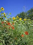 Roadside Flowers, Near Lerne, Val De Loire, Centre, France-Renner Geoff-Photographic Print