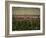 Rennes, Ille-et-Villaine, Brittany, France, Europe-David Hughes-Framed Photographic Print