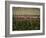 Rennes, Ille-et-Villaine, Brittany, France, Europe-David Hughes-Framed Photographic Print