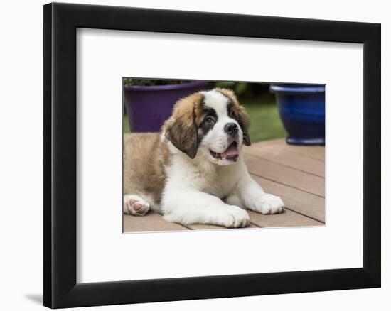 Renton, WA. Three month old Saint Bernard puppy taking a break from playtime-Janet Horton-Framed Photographic Print