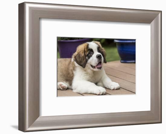 Renton, WA. Three month old Saint Bernard puppy taking a break from playtime-Janet Horton-Framed Photographic Print