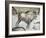 Replica of Cave Painting of Bison from Altamira Cave-null-Framed Giclee Print