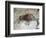 Replica of Cave Painting of Boar from Altamira Cave-null-Framed Giclee Print