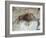 Replica of Cave Painting of Boar from Altamira Cave-null-Framed Giclee Print