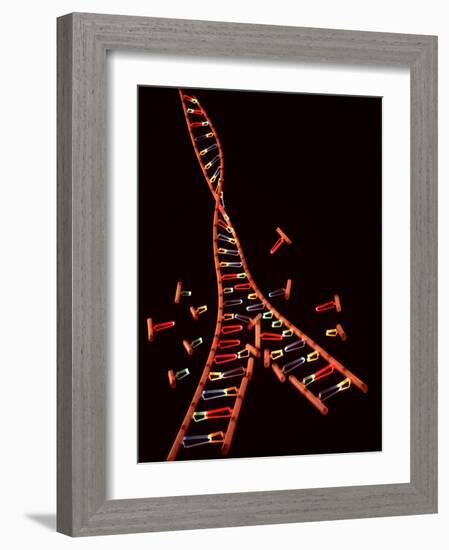 Representation Showing Double Helix Structure of a Segment of Dna Molecule-null-Framed Photographic Print