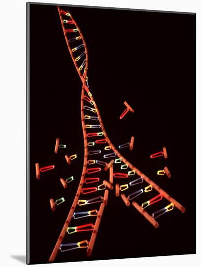 Representation Showing Double Helix Structure of a Segment of Dna Molecule-null-Mounted Photographic Print