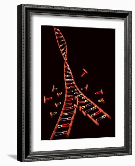 Representation Showing Double Helix Structure of a Segment of Dna Molecule-null-Framed Photographic Print