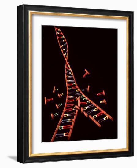 Representation Showing Double Helix Structure of a Segment of Dna Molecule-null-Framed Photographic Print