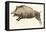 Reproduction of a Prehistoric Painting Found in the Spanish Cave of Altamira Depicting a Boar.-null-Framed Premier Image Canvas