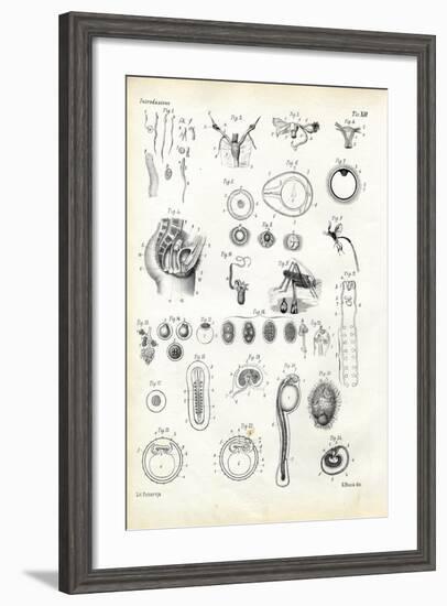 Reproductive Organ, 1863-79-Raimundo Petraroja-Framed Giclee Print