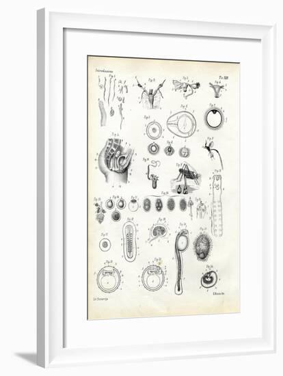 Reproductive Organ, 1863-79-Raimundo Petraroja-Framed Giclee Print