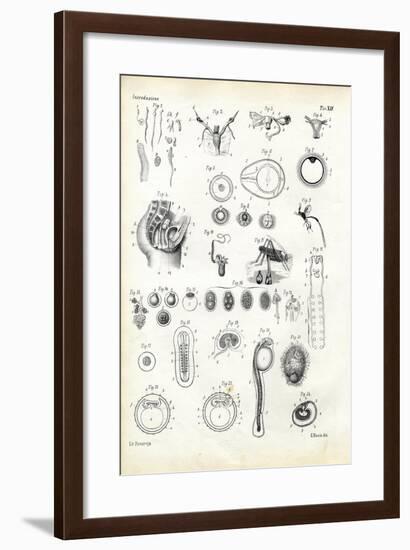 Reproductive Organ, 1863-79-Raimundo Petraroja-Framed Giclee Print