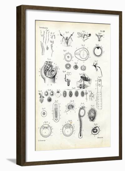 Reproductive Organ, 1863-79-Raimundo Petraroja-Framed Giclee Print