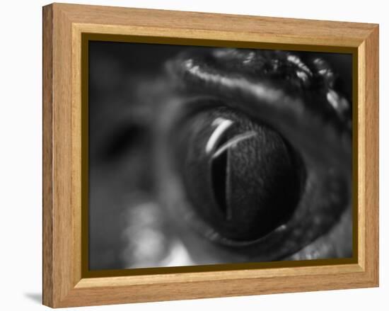Reptile Eye-Henry Horenstein-Framed Premier Image Canvas