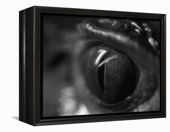 Reptile Eye-Henry Horenstein-Framed Premier Image Canvas