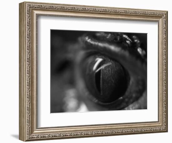 Reptile Eye-Henry Horenstein-Framed Photographic Print