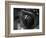 Reptile Eye-Henry Horenstein-Framed Photographic Print