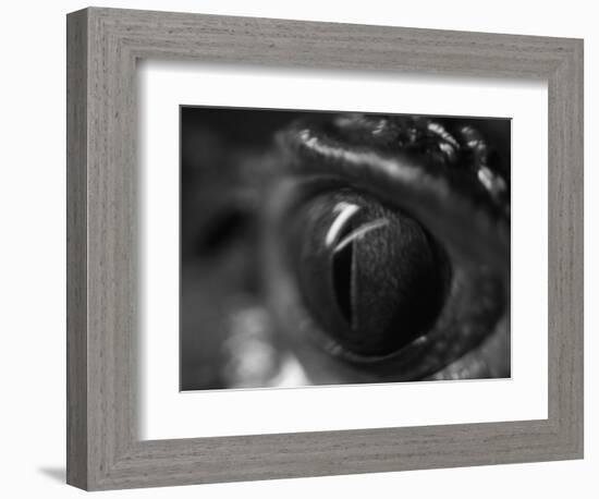 Reptile Eye-Henry Horenstein-Framed Photographic Print