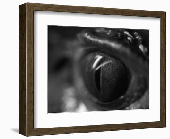 Reptile Eye-Henry Horenstein-Framed Photographic Print