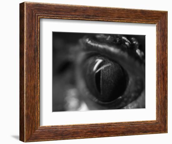 Reptile Eye-Henry Horenstein-Framed Photographic Print