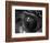 Reptile Eye-Henry Horenstein-Framed Photographic Print