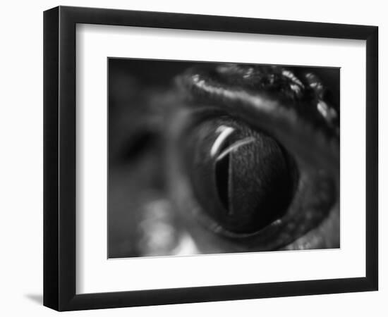Reptile Eye-Henry Horenstein-Framed Photographic Print