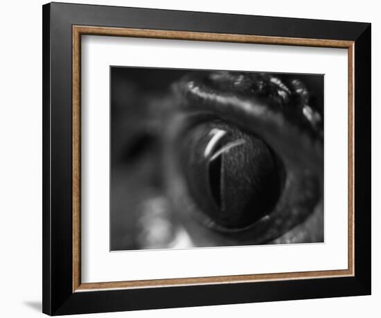 Reptile Eye-Henry Horenstein-Framed Photographic Print