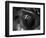 Reptile Eye-Henry Horenstein-Framed Photographic Print