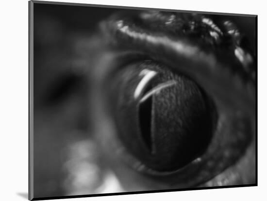 Reptile Eye-Henry Horenstein-Mounted Photographic Print