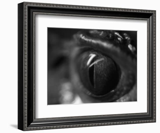 Reptile Eye-Henry Horenstein-Framed Photographic Print