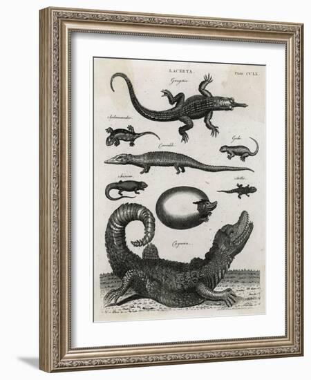 Reptile, Gecko-A Bell-Framed Art Print
