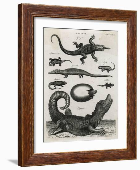Reptile, Gecko-A Bell-Framed Art Print