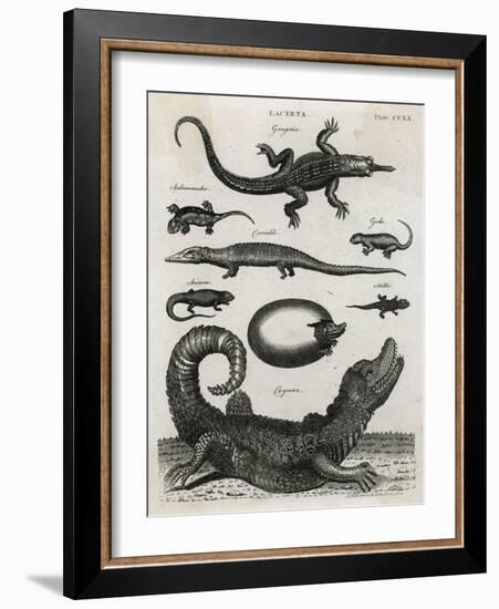 Reptile, Gecko-A Bell-Framed Art Print