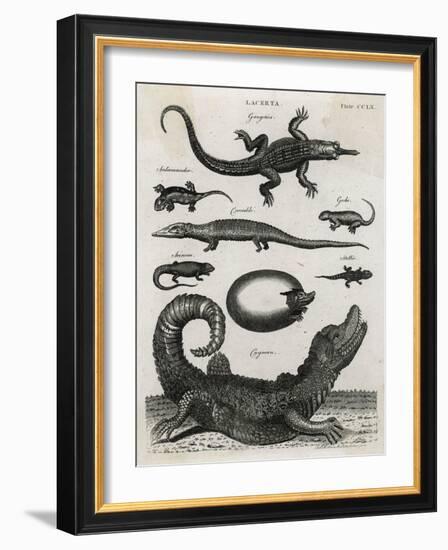 Reptile, Gecko-A Bell-Framed Art Print