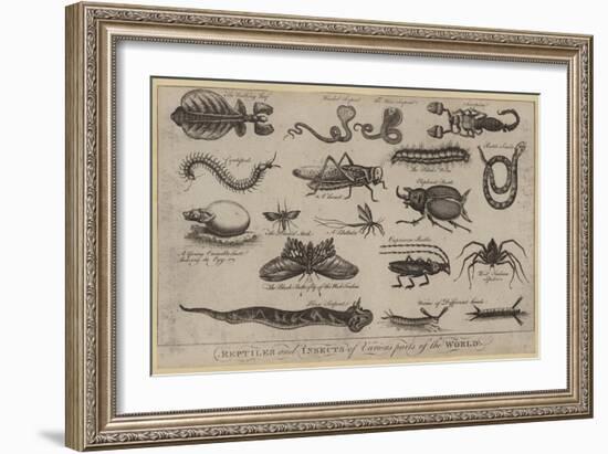 Reptiles and Insects of Various Parts of the World-null-Framed Giclee Print